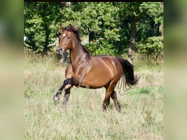 Más caballos centroeuropeos Yegua 14 años 165 cm Castaño oscuro in Ribbesbüttel