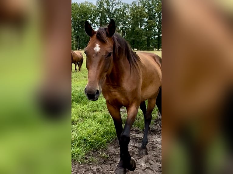 Más caballos centroeuropeos Yegua 14 años 165 cm Castaño oscuro in Ribbesbüttel