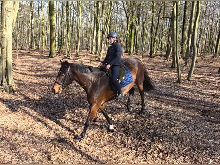 Más caballos centroeuropeos Yegua 14 años 167 cm Castaño oscuro in Braunschweig