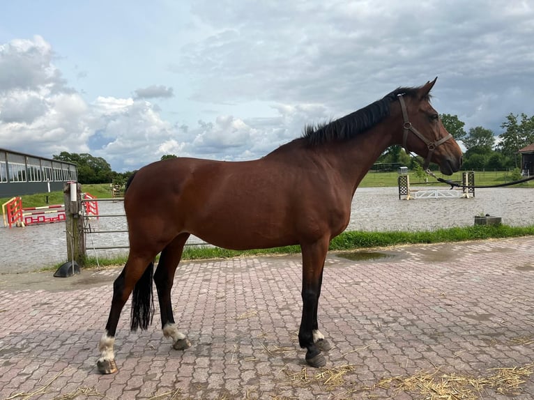 Más caballos centroeuropeos Yegua 14 años 168 cm Castaño in Tornesch