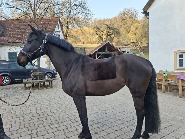 Más caballos centroeuropeos Yegua 14 años 170 cm Castaño oscuro in Pilsach