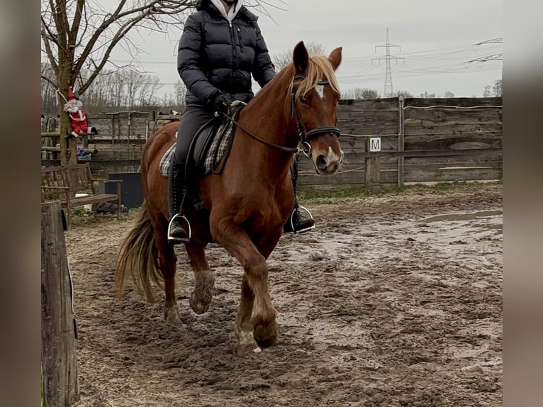 Más caballos centroeuropeos Mestizo Yegua 15 años 150 cm Alazán in Falkensee