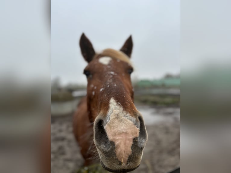 Más caballos centroeuropeos Mestizo Yegua 15 años 150 cm Alazán in Falkensee