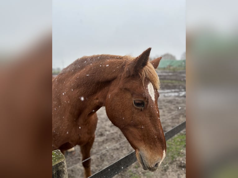 Más caballos centroeuropeos Mestizo Yegua 15 años 150 cm Alazán in Falkensee