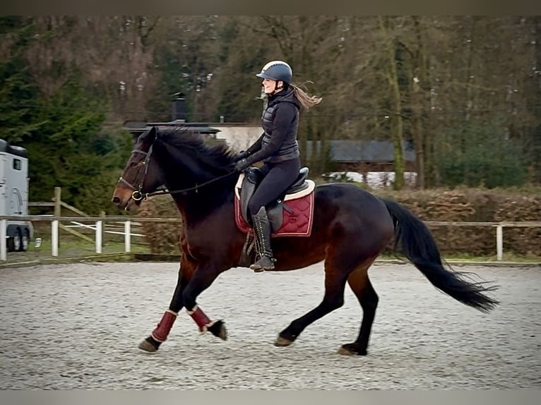 Más caballos centroeuropeos Yegua 15 años 155 cm Castaño oscuro in Neustadt (Wied)