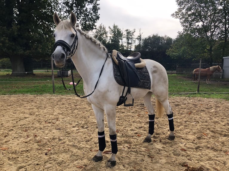 Más caballos centroeuropeos Mestizo Yegua 15 años 157 cm Tordo in Heusden-Zolder