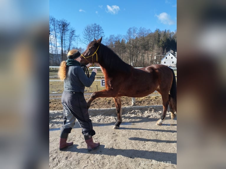 Más caballos centroeuropeos Yegua 15 años 160 cm Castaño in Graz