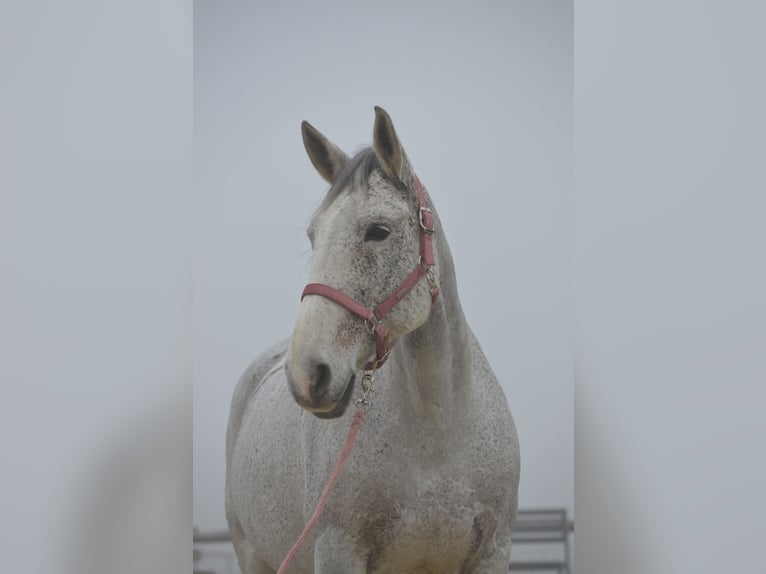 Más caballos centroeuropeos Yegua 15 años 162 cm Tordo rodado in Dormagen