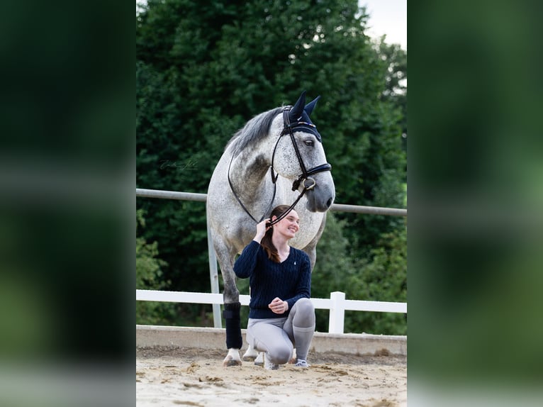 Más caballos centroeuropeos Yegua 15 años 162 cm Tordo rodado in Dormagen