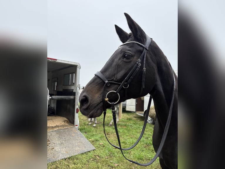 Más caballos centroeuropeos Mestizo Yegua 15 años 163 cm Castaño oscuro in Middletown, Virginia