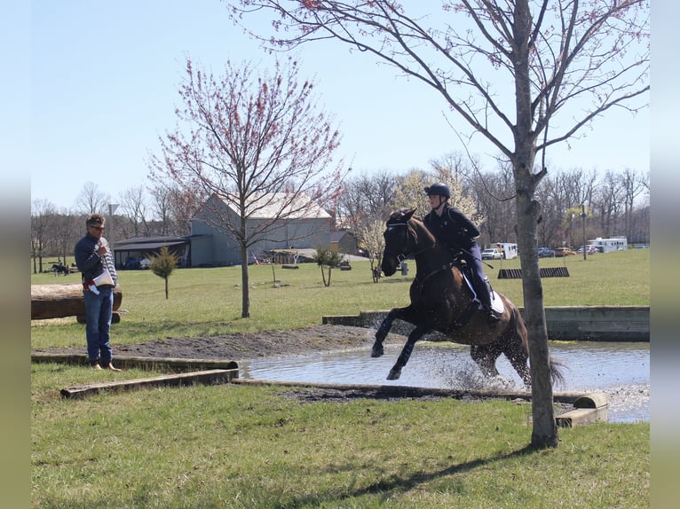 Más caballos centroeuropeos Mestizo Yegua 15 años 163 cm Castaño oscuro in Middletown, Virginia