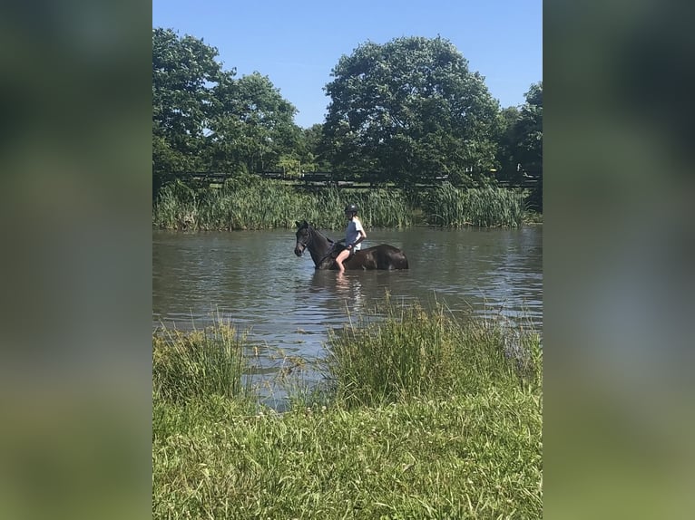 Más caballos centroeuropeos Mestizo Yegua 15 años 163 cm Castaño oscuro in Middletown, Virginia