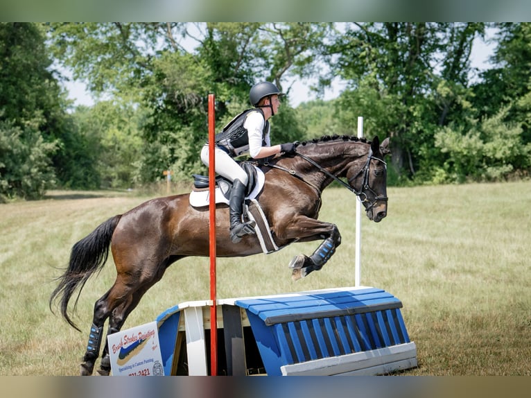 Más caballos centroeuropeos Mestizo Yegua 15 años 163 cm Castaño oscuro in Middletown, Virginia