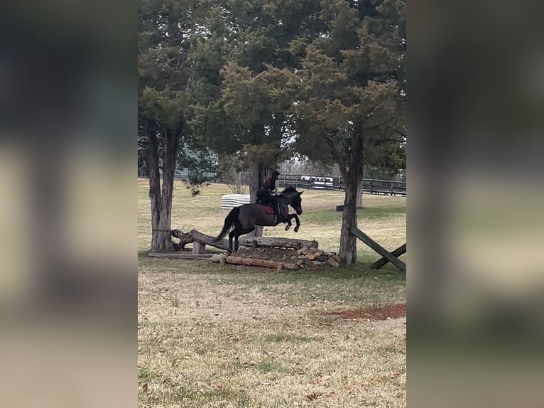 Más caballos centroeuropeos Mestizo Yegua 15 años 163 cm Castaño oscuro in Middletown, Virginia