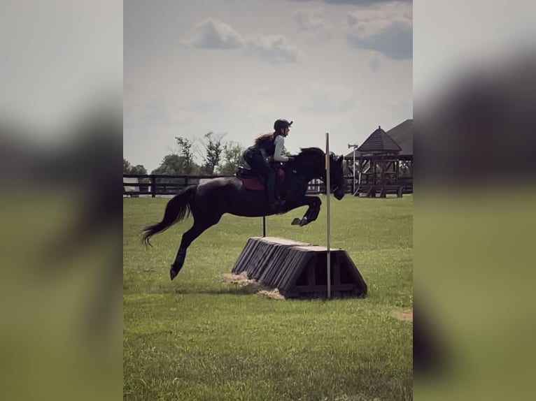 Más caballos centroeuropeos Mestizo Yegua 15 años 163 cm Castaño oscuro in Middletown, Virginia