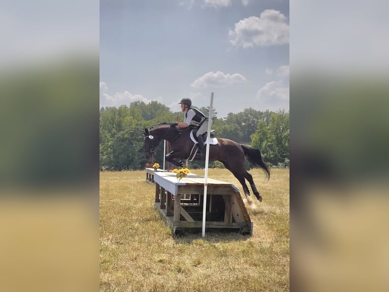 Más caballos centroeuropeos Mestizo Yegua 15 años 163 cm Castaño oscuro in Middletown, Virginia