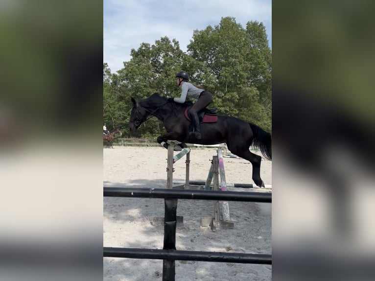 Más caballos centroeuropeos Mestizo Yegua 15 años 163 cm Castaño oscuro in Middletown, Virginia