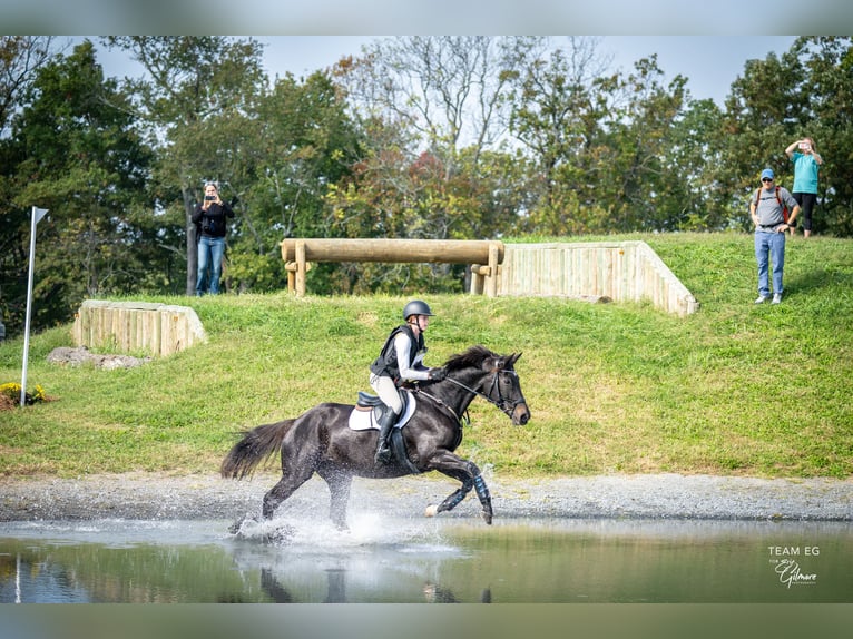 Más caballos centroeuropeos Mestizo Yegua 15 años 163 cm Castaño oscuro in Middletown, Virginia