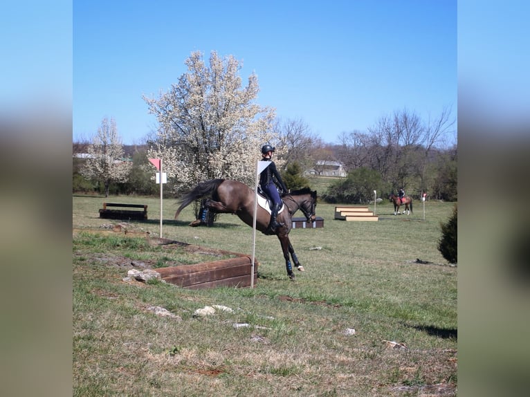 Más caballos centroeuropeos Mestizo Yegua 15 años 163 cm Castaño oscuro in Middletown, Virginia