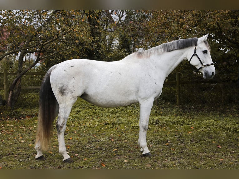 Más caballos centroeuropeos Yegua 15 años 166 cm Tordo in Heidelberg