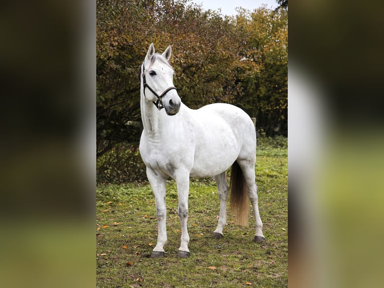 Más caballos centroeuropeos Yegua 15 años 166 cm Tordo in Heidelberg