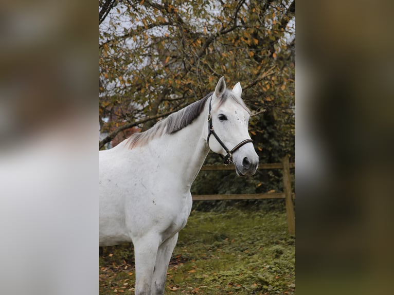 Más caballos centroeuropeos Yegua 15 años 166 cm Tordo in Heidelberg