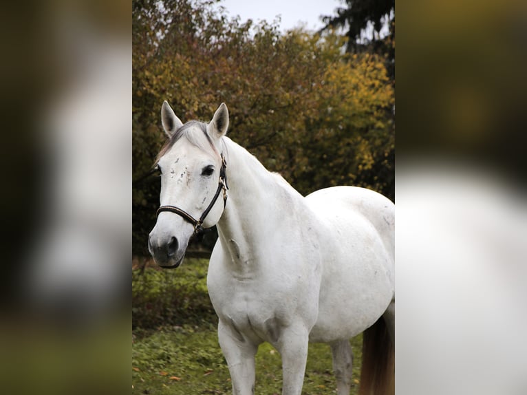 Más caballos centroeuropeos Yegua 15 años 166 cm Tordo in Heidelberg