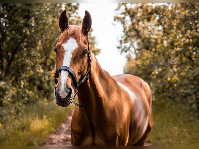 Más caballos centroeuropeos Yegua 15 años 168 cm Alazán in Wien, Donaustadt