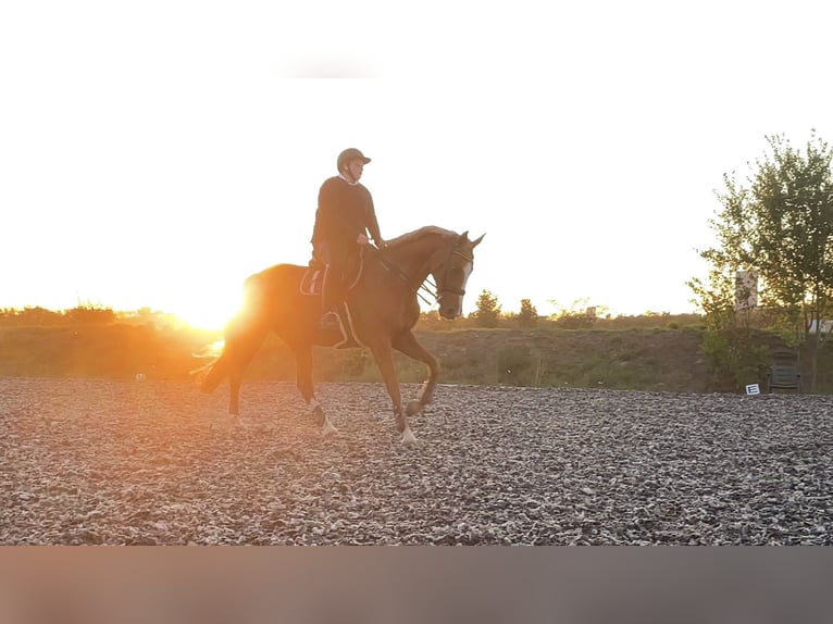 Más caballos centroeuropeos Yegua 15 años 168 cm Alazán in Wien, Donaustadt