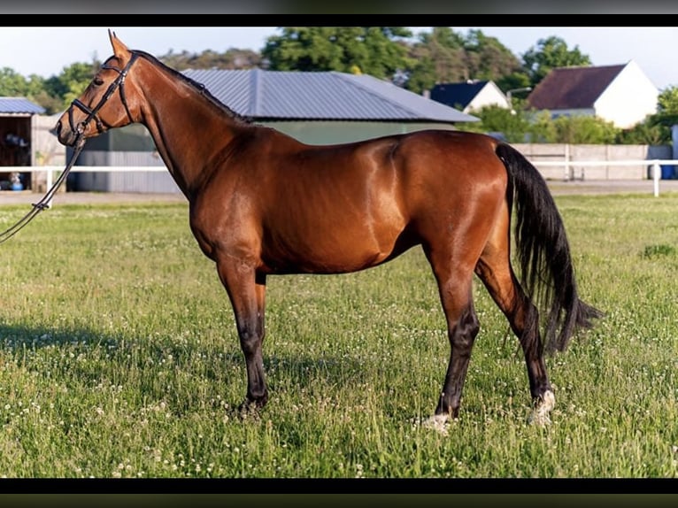 Más caballos centroeuropeos Yegua 15 años 169 cm Castaño rojizo in Niedźwiedź