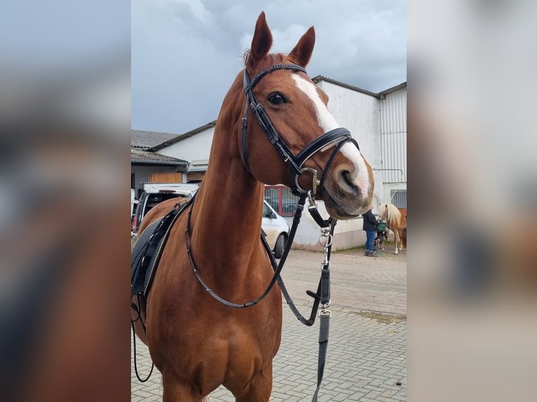 Más caballos centroeuropeos Mestizo Yegua 15 años 170 cm Alazán in Waldsolms