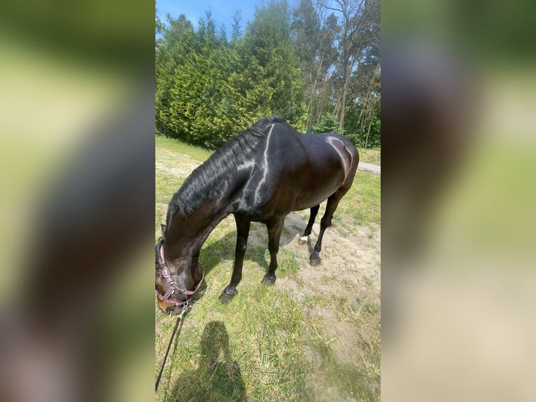 Más caballos centroeuropeos Yegua 15 años 170 cm Morcillo in Teupitz