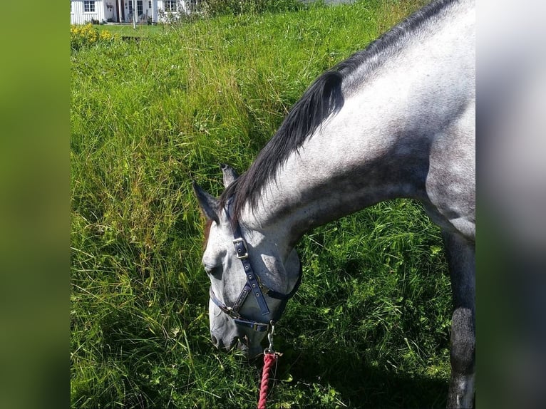 Más caballos centroeuropeos Yegua 15 años 170 cm Tordo in Slattum