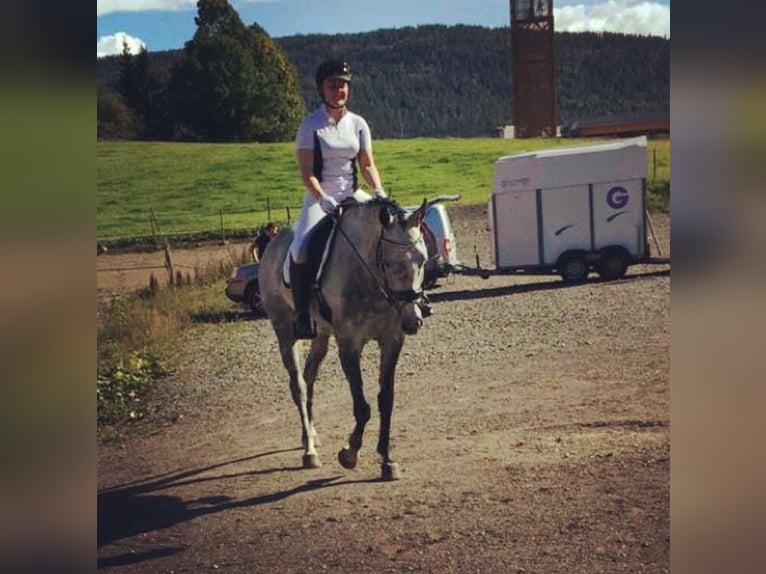 Más caballos centroeuropeos Yegua 15 años 170 cm Tordo in Slattum