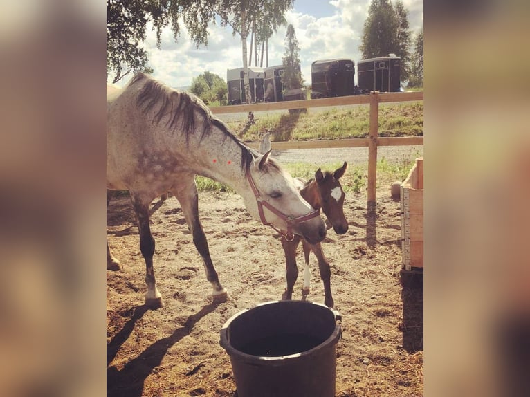 Más caballos centroeuropeos Yegua 15 años 170 cm Tordo in Slattum
