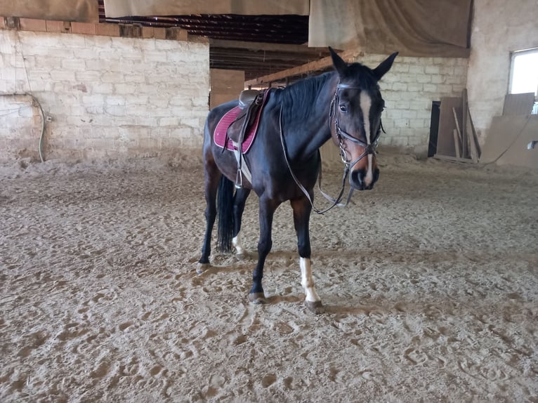 Más caballos centroeuropeos Yegua 15 años 173 cm Castaño in Jettingen-Scheppach