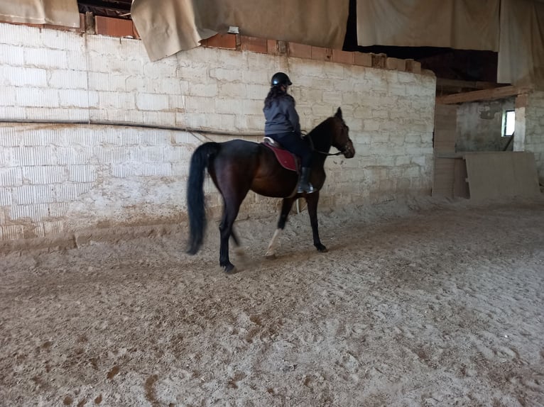 Más caballos centroeuropeos Yegua 15 años 173 cm Castaño in Jettingen-Scheppach