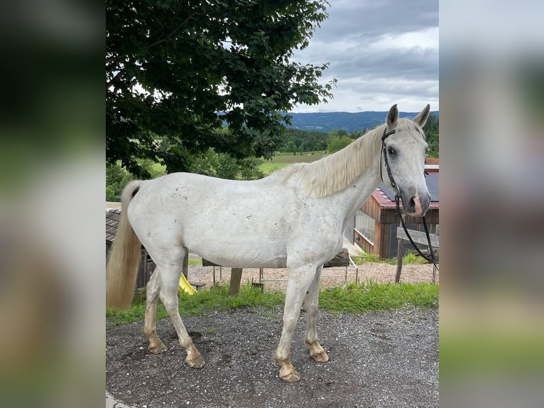 Más caballos centroeuropeos Yegua 15 años in Stainz