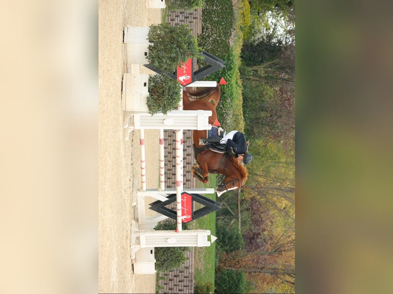 Más caballos centroeuropeos Mestizo Yegua 16 años 148 cm Alazán in Riccione