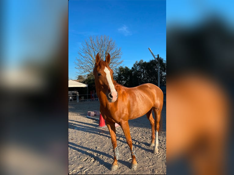 Más caballos centroeuropeos Mestizo Yegua 16 años 148 cm Alazán in Riccione