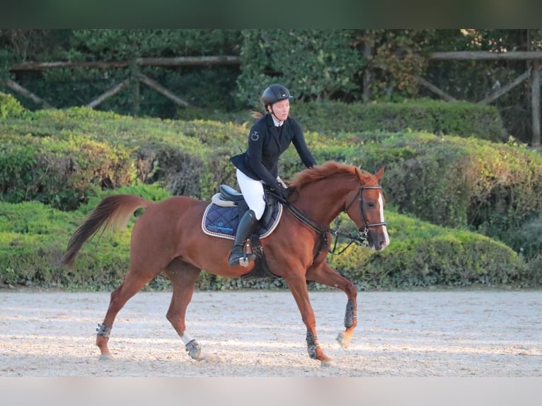 Más caballos centroeuropeos Mestizo Yegua 16 años 148 cm Alazán in Riccione