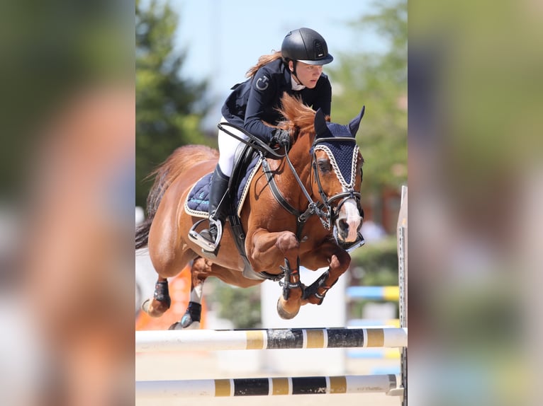 Más caballos centroeuropeos Mestizo Yegua 16 años 148 cm Alazán in Riccione