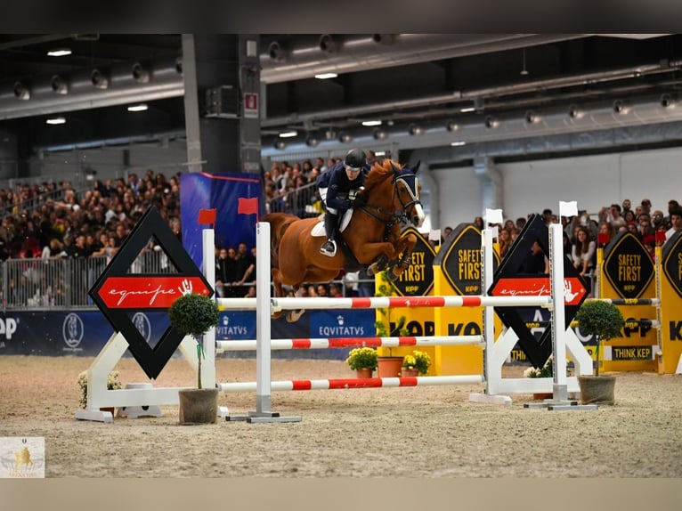 Más caballos centroeuropeos Mestizo Yegua 16 años 148 cm Alazán in Riccione