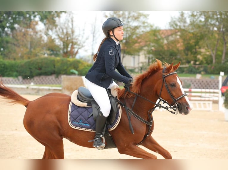 Más caballos centroeuropeos Mestizo Yegua 16 años 148 cm Alazán in Riccione