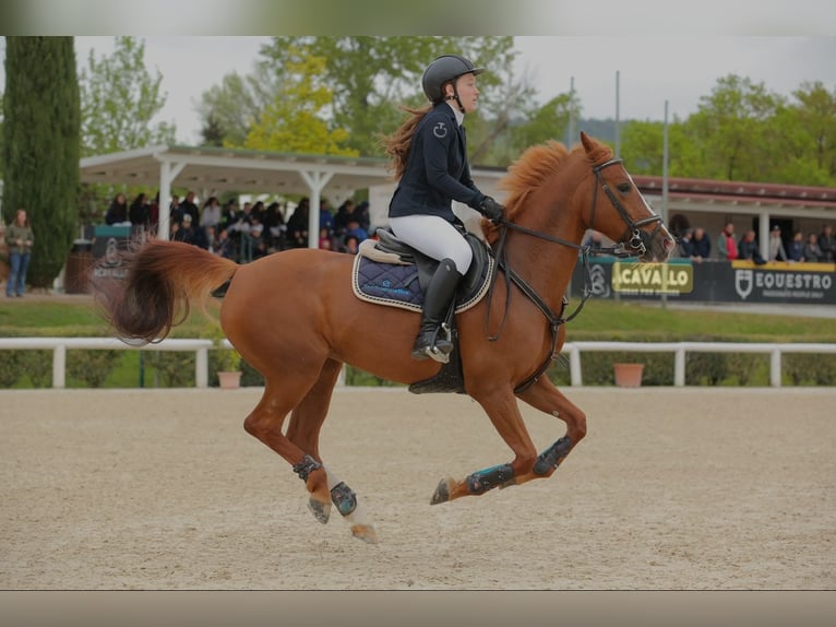 Más caballos centroeuropeos Mestizo Yegua 16 años 148 cm Alazán in Riccione