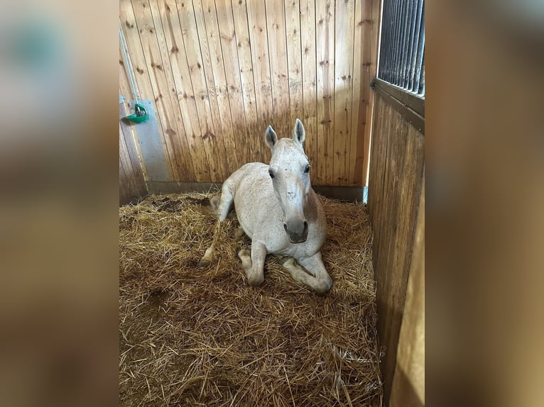 Más caballos centroeuropeos Yegua 16 años 153 cm Tordo picazo in Weikersdorf am Steinfelde