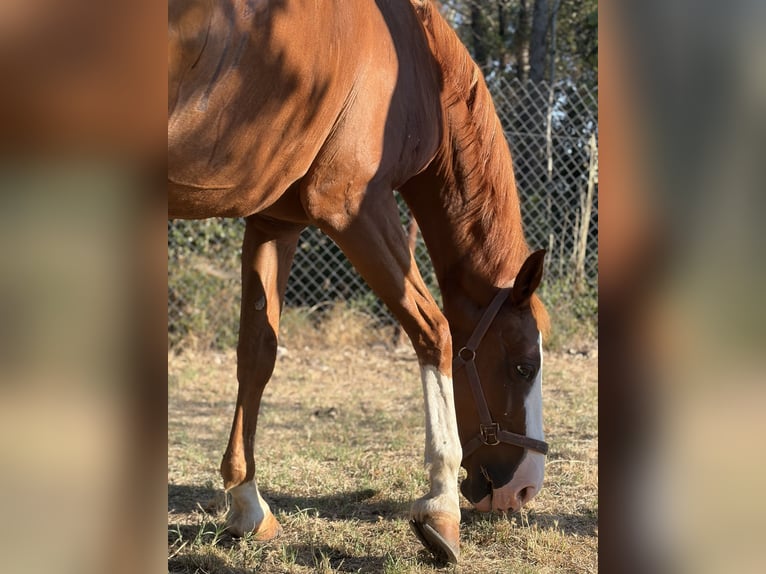 Más caballos centroeuropeos Yegua 16 años 162 cm Alazán-tostado in Zadar
