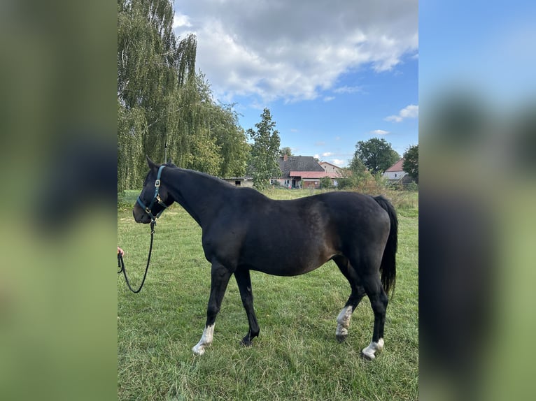 Más caballos centroeuropeos Yegua 16 años 170 cm Castaño oscuro in ZölkowRaduhn