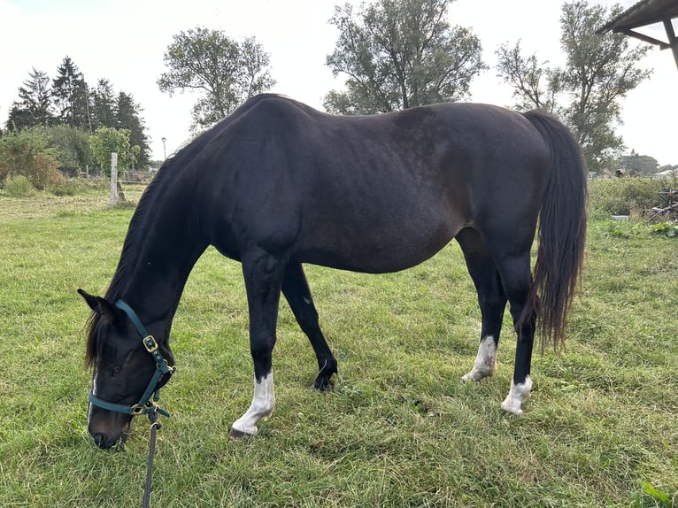 Más caballos centroeuropeos Yegua 16 años 170 cm Castaño oscuro in ZölkowRaduhn