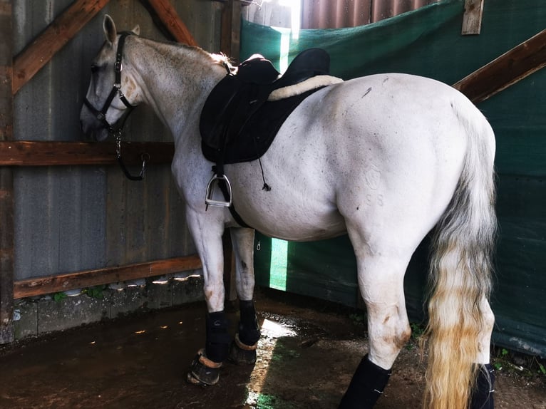 Más caballos centroeuropeos Yegua 16 años 172 cm Tordo rodado in Zierenberg